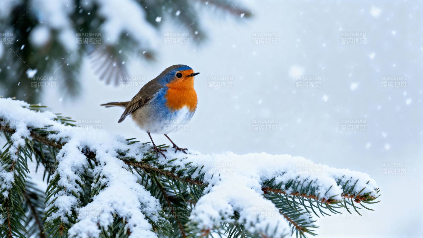 雪中红胸鸟图片