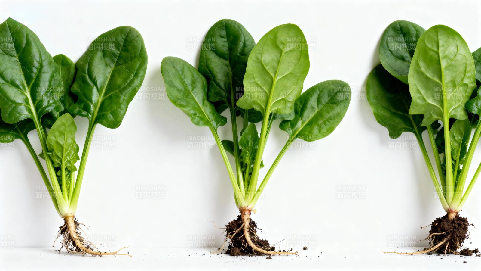 新鲜菠菜三株并列图片