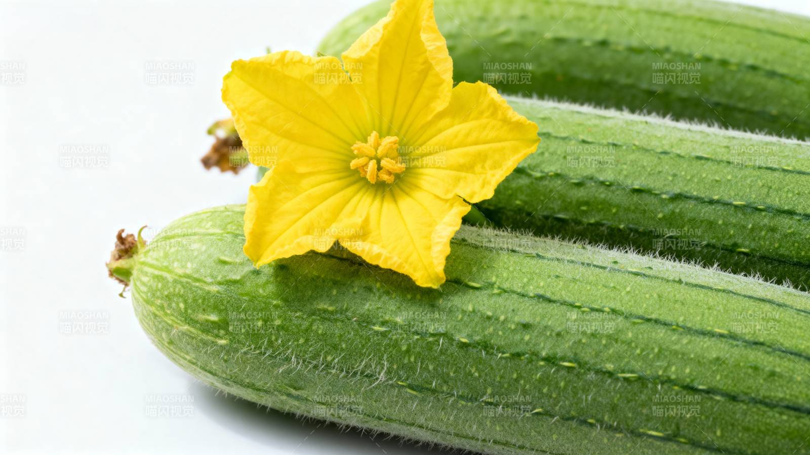 黄瓜与黄花图片