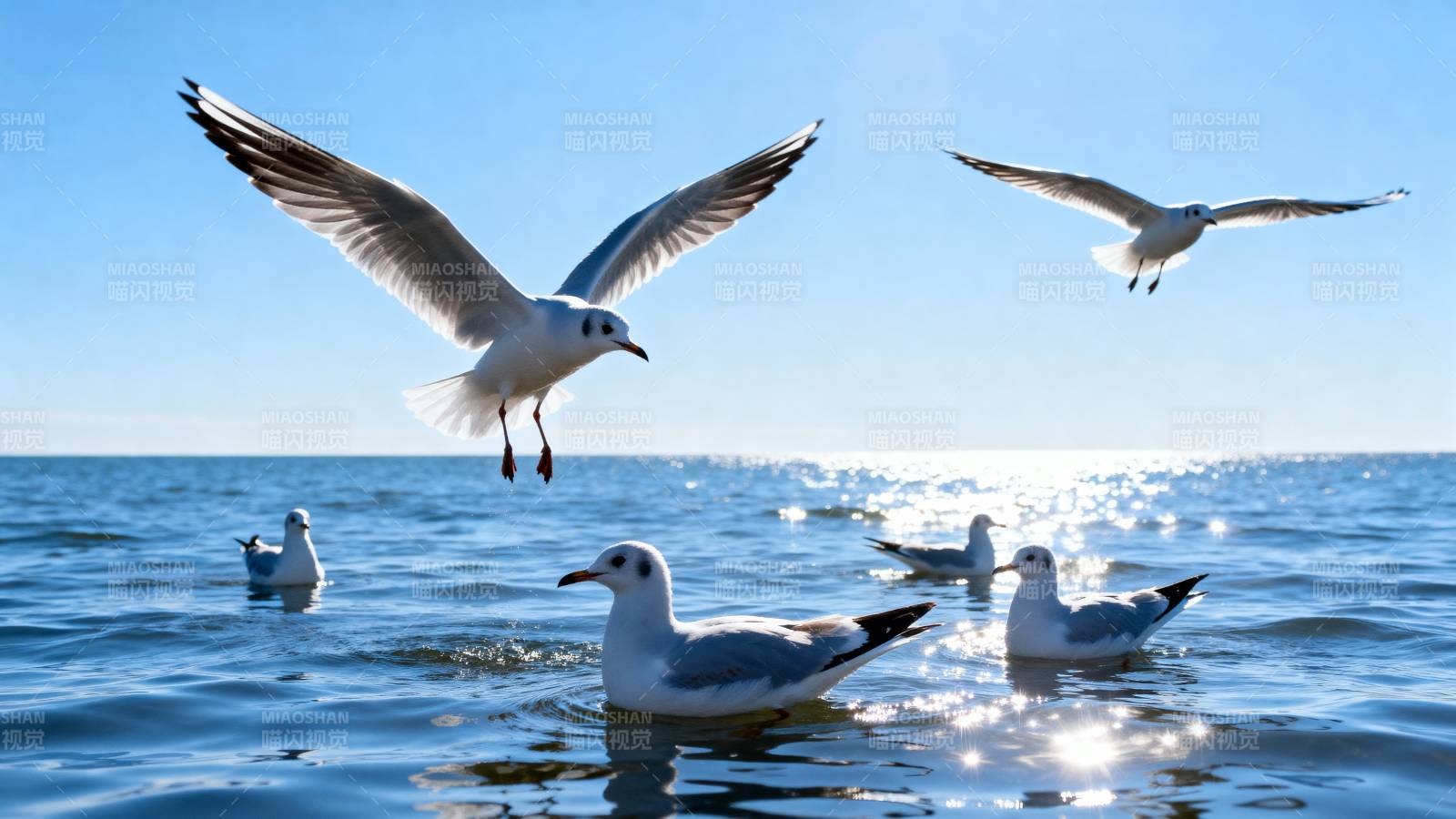 海鸥翱翔碧海蓝天图片