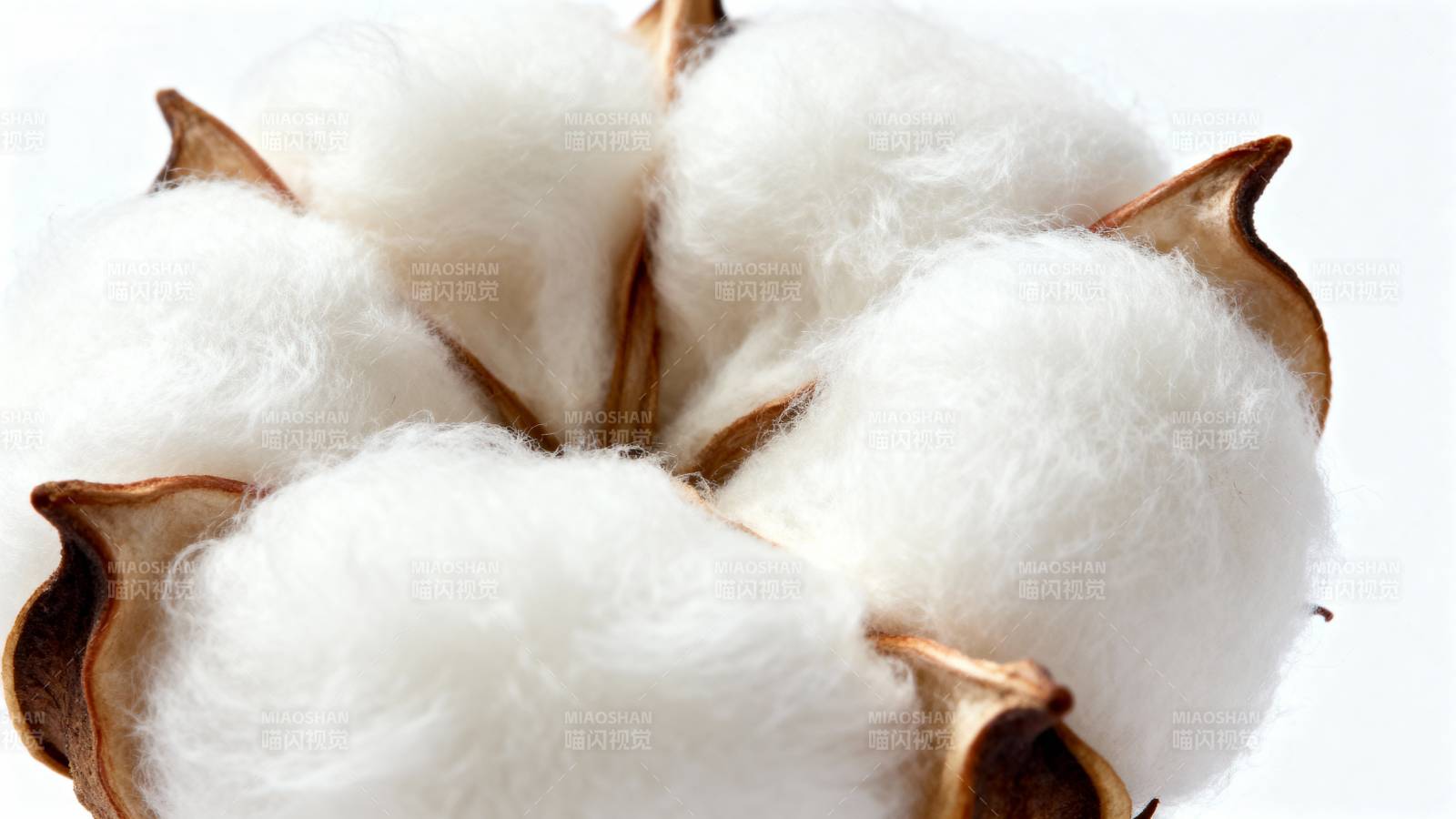 洁白棉絮绽放图片