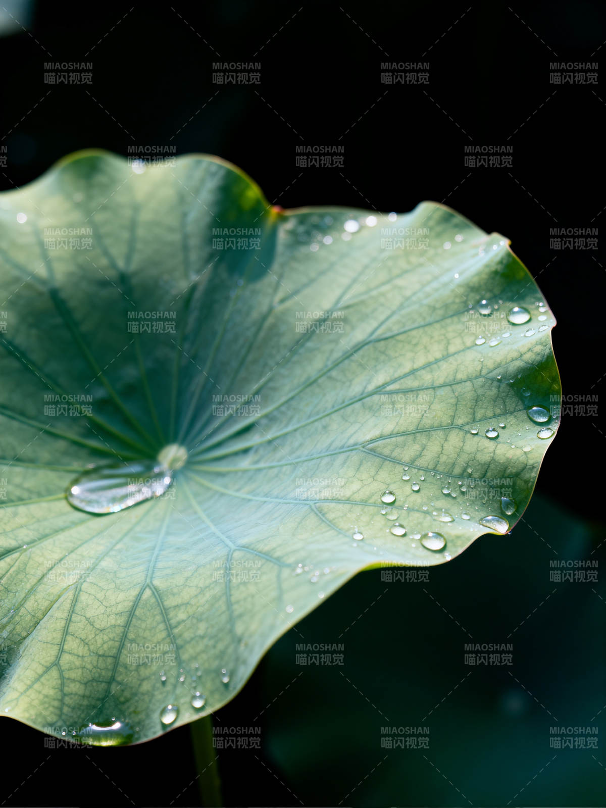 荷叶上的水珠图片