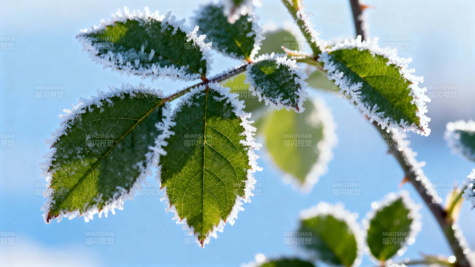 霜叶映蓝天图片