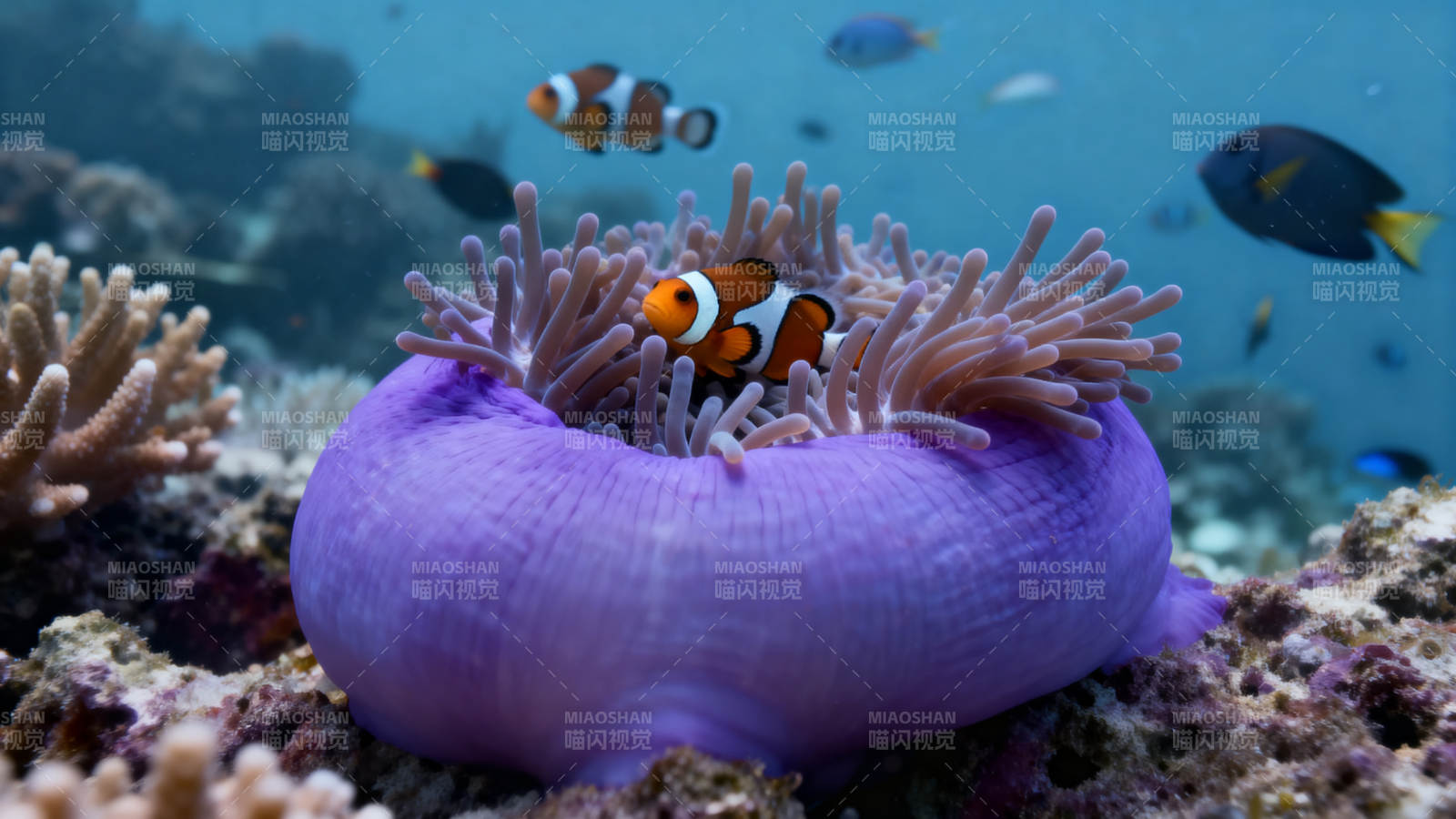 小丑鱼栖息珊瑚丛图片
