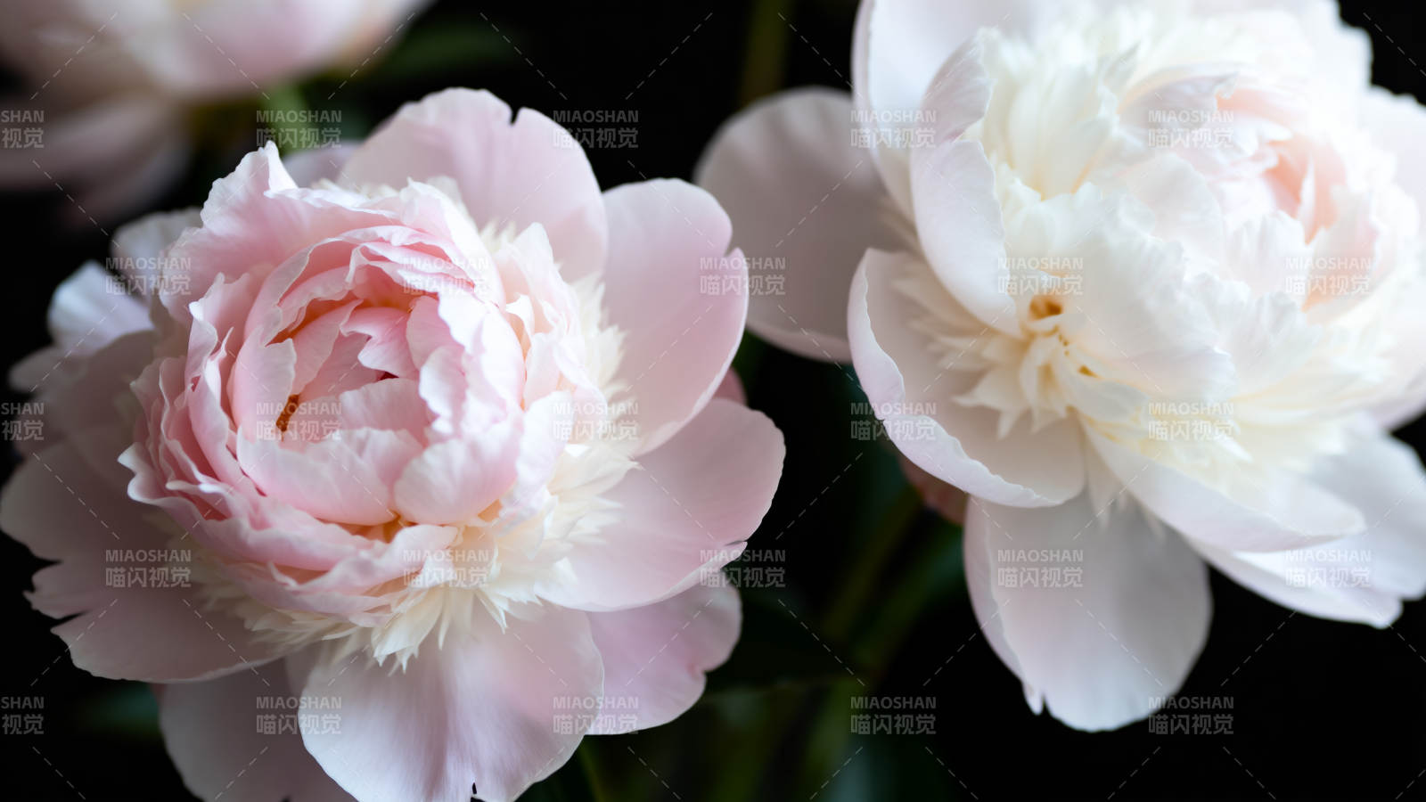 粉白牡丹绽放图片