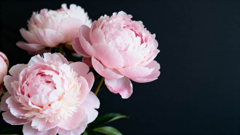 粉嫩牡丹绽放图片