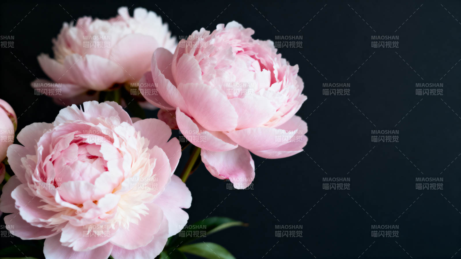 粉嫩牡丹绽放图片