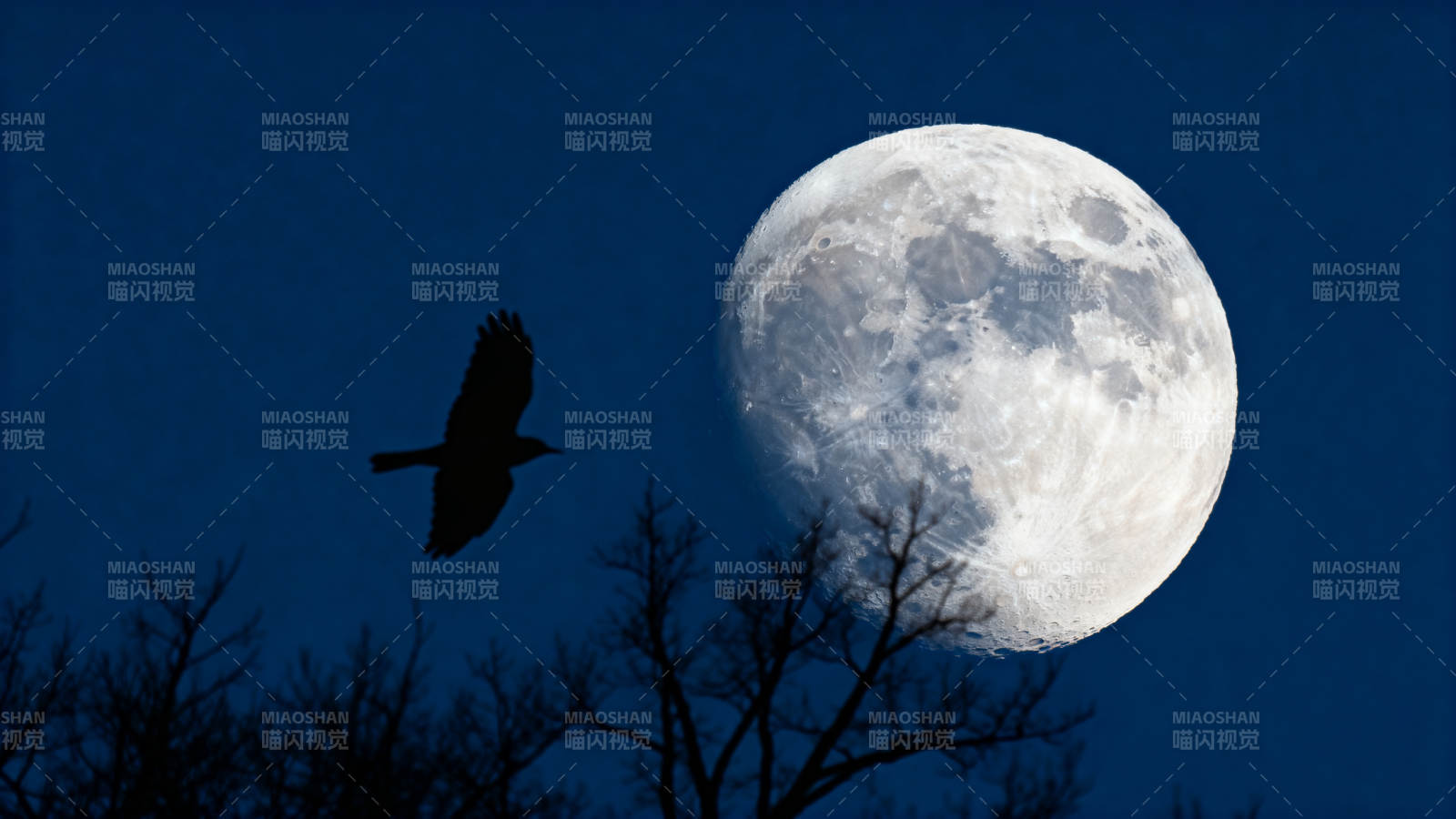 月夜飞鸟剪影图片