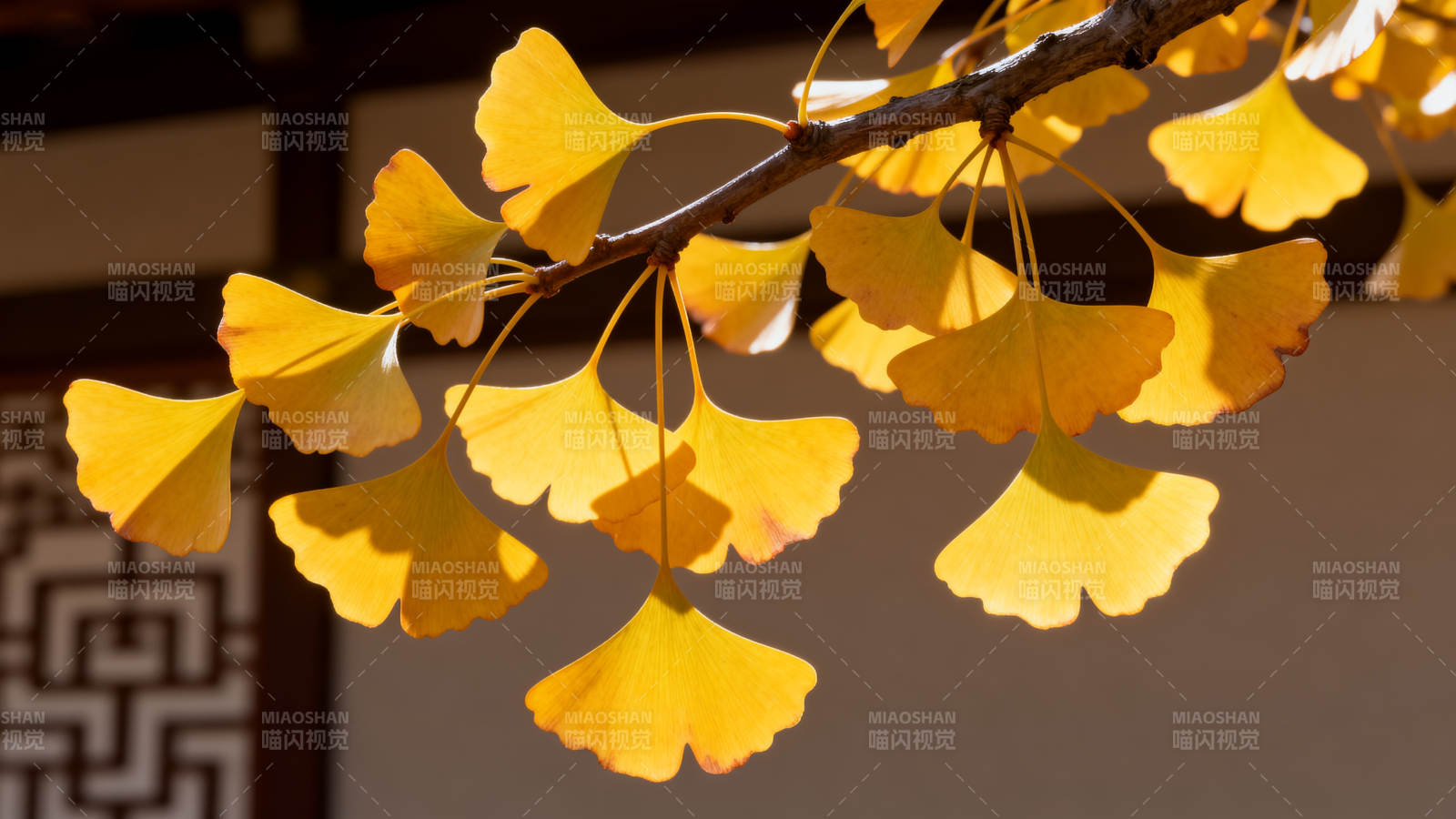 银杏叶黄秋意浓图片