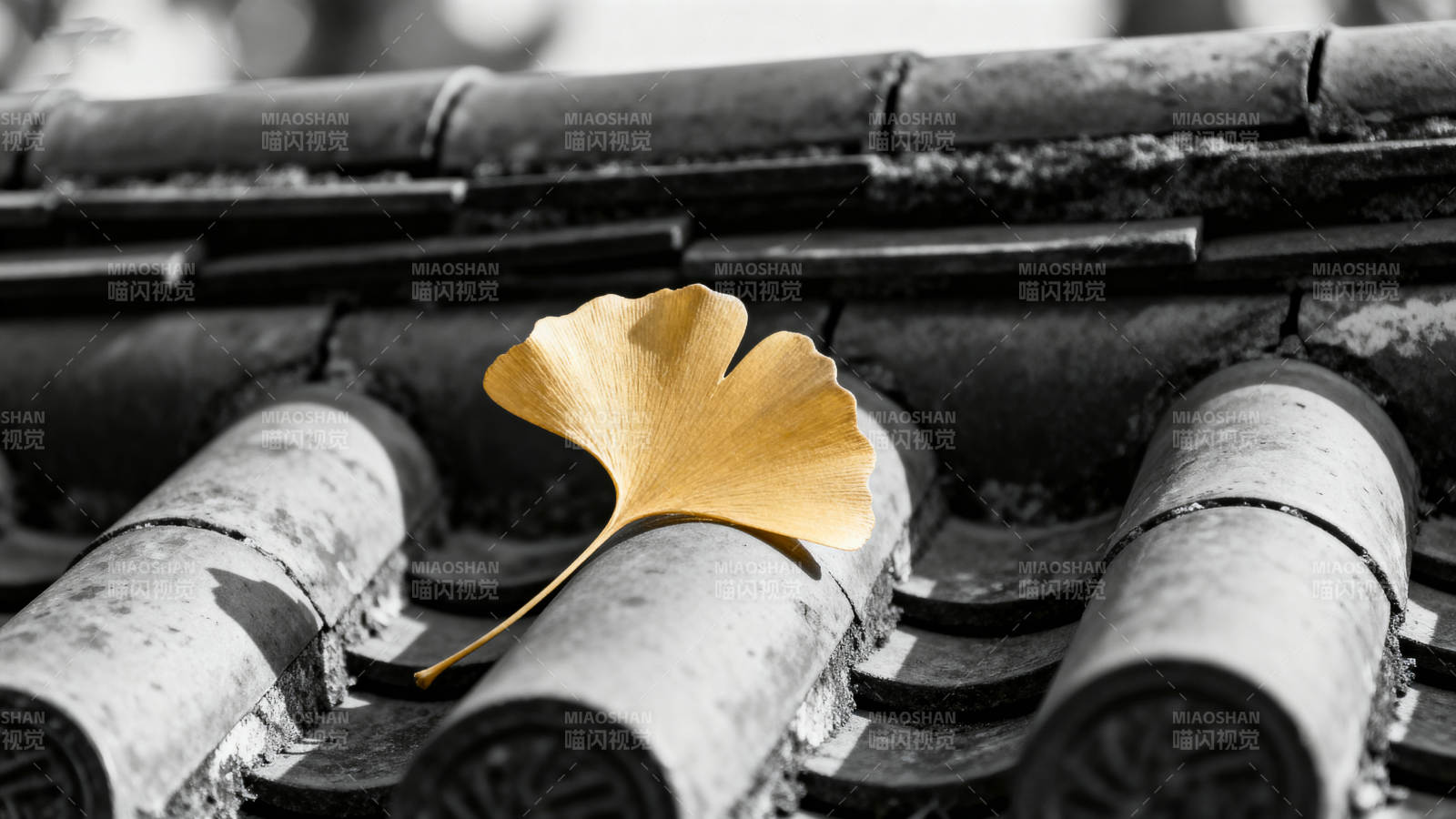 银杏叶落瓦上图片