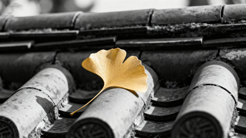 银杏叶落瓦上图片