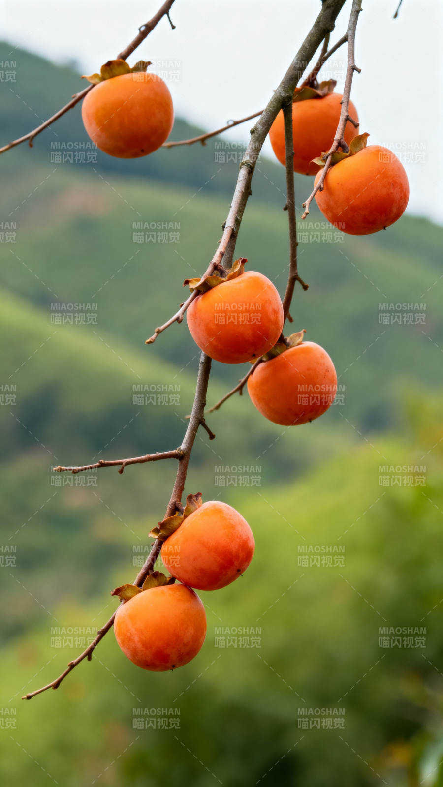 枝头橙柿挂山间图片