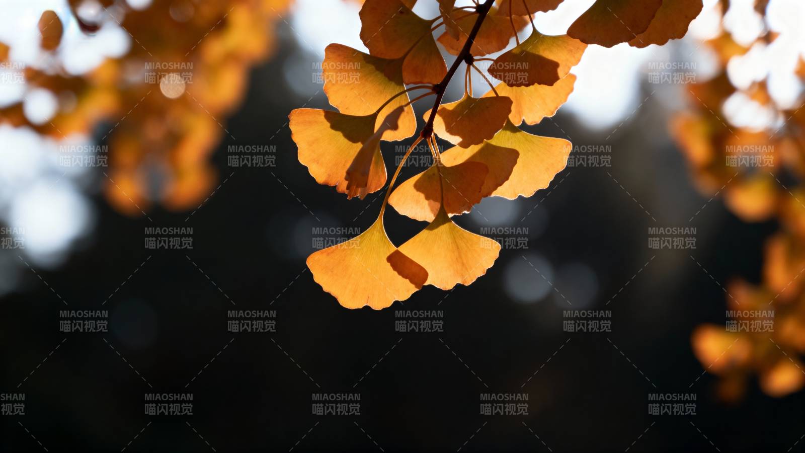 秋叶金黄 光影斑驳图片