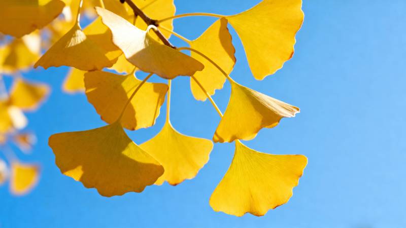 银杏叶黄映蓝天图片