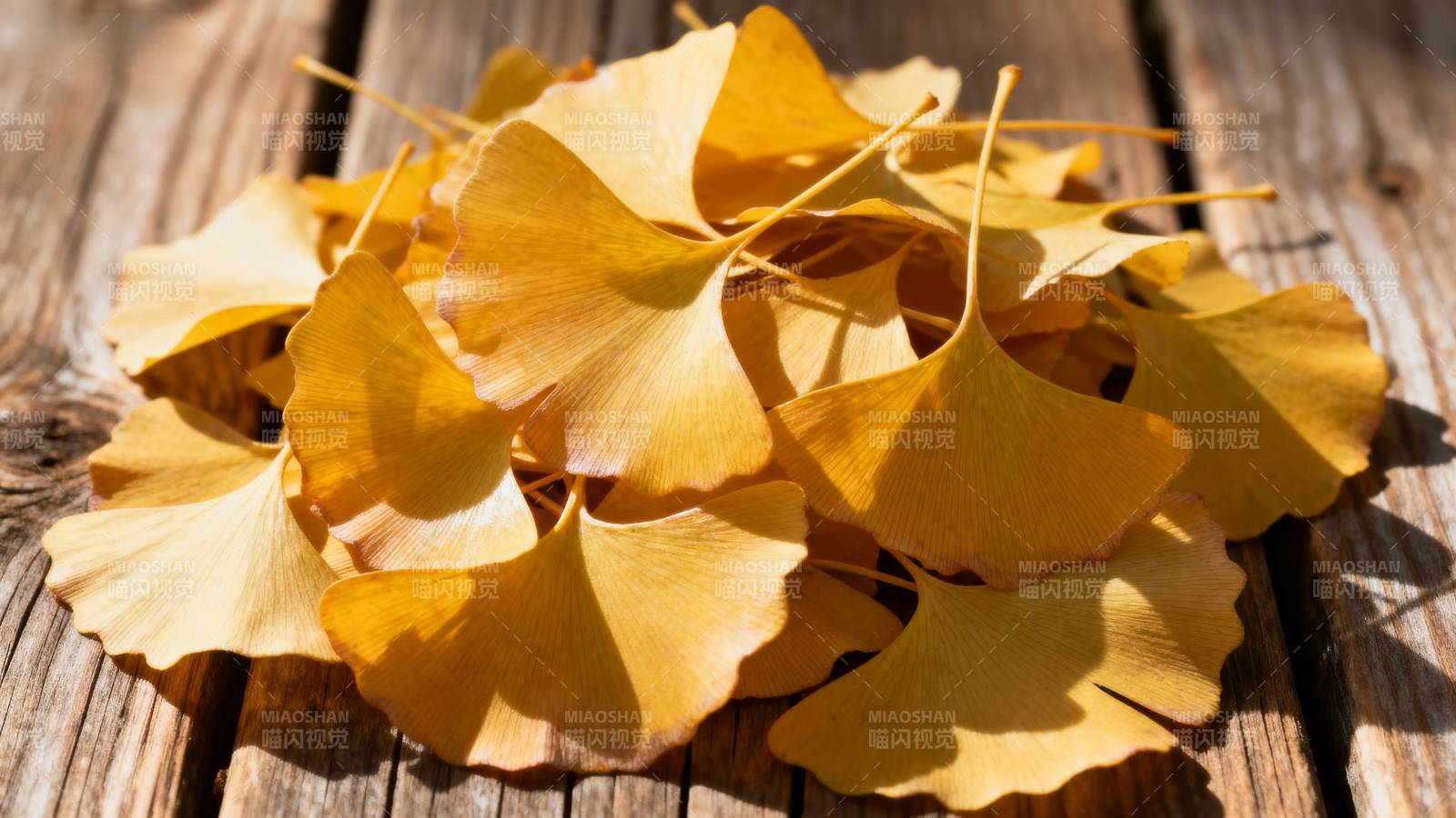 银杏叶铺木桌图片
