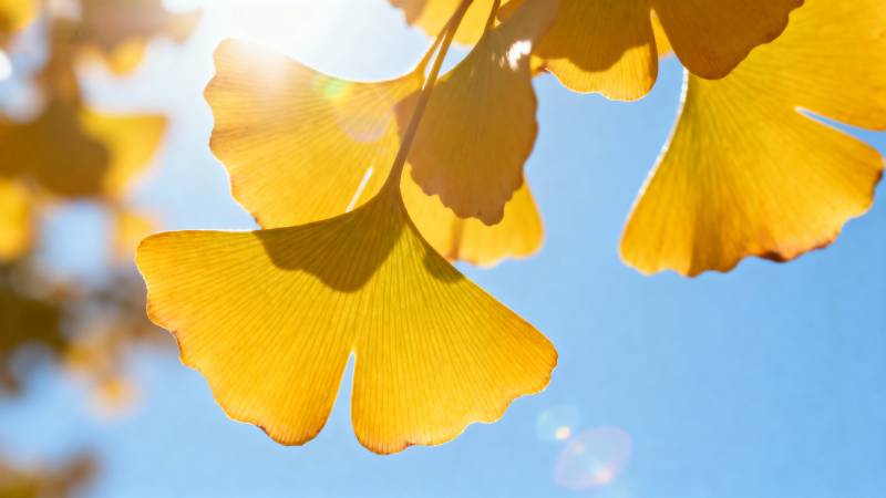 秋日银杏叶图片