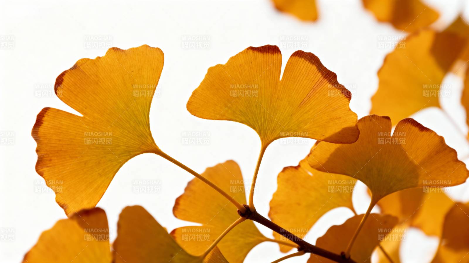 银杏叶秋色图片