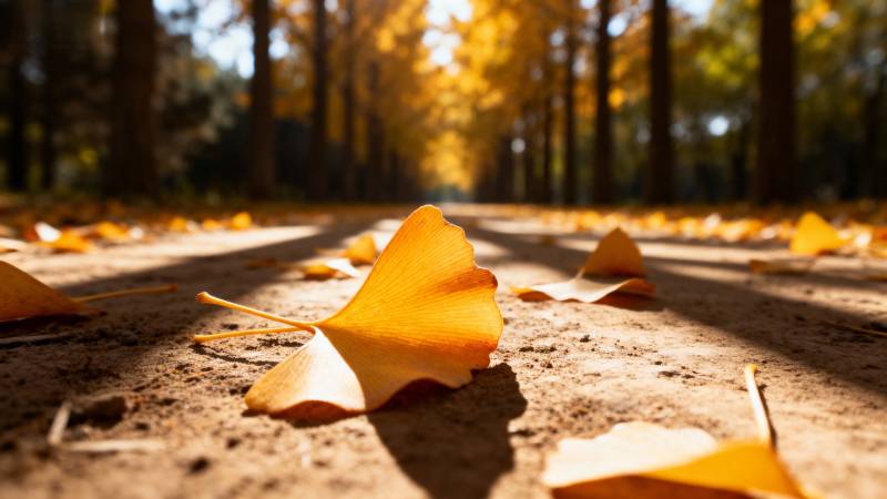 秋叶铺满小径图片