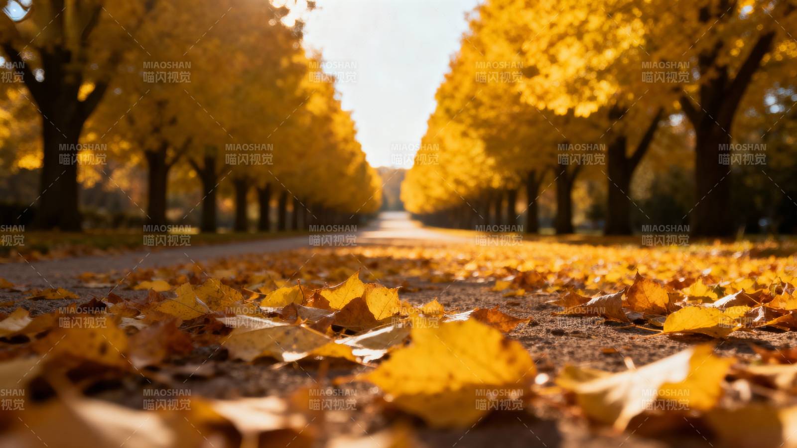 秋叶铺满林荫道图片