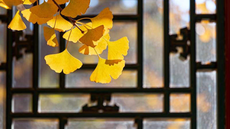 秋叶映窗格图片