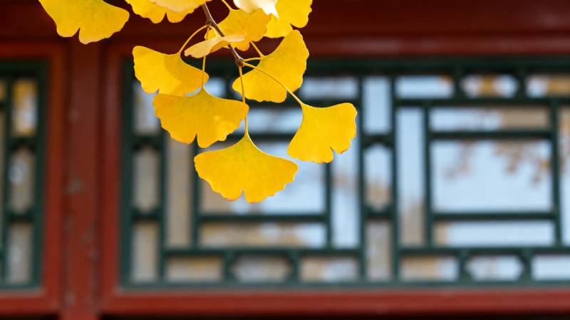 秋叶映窗格图片