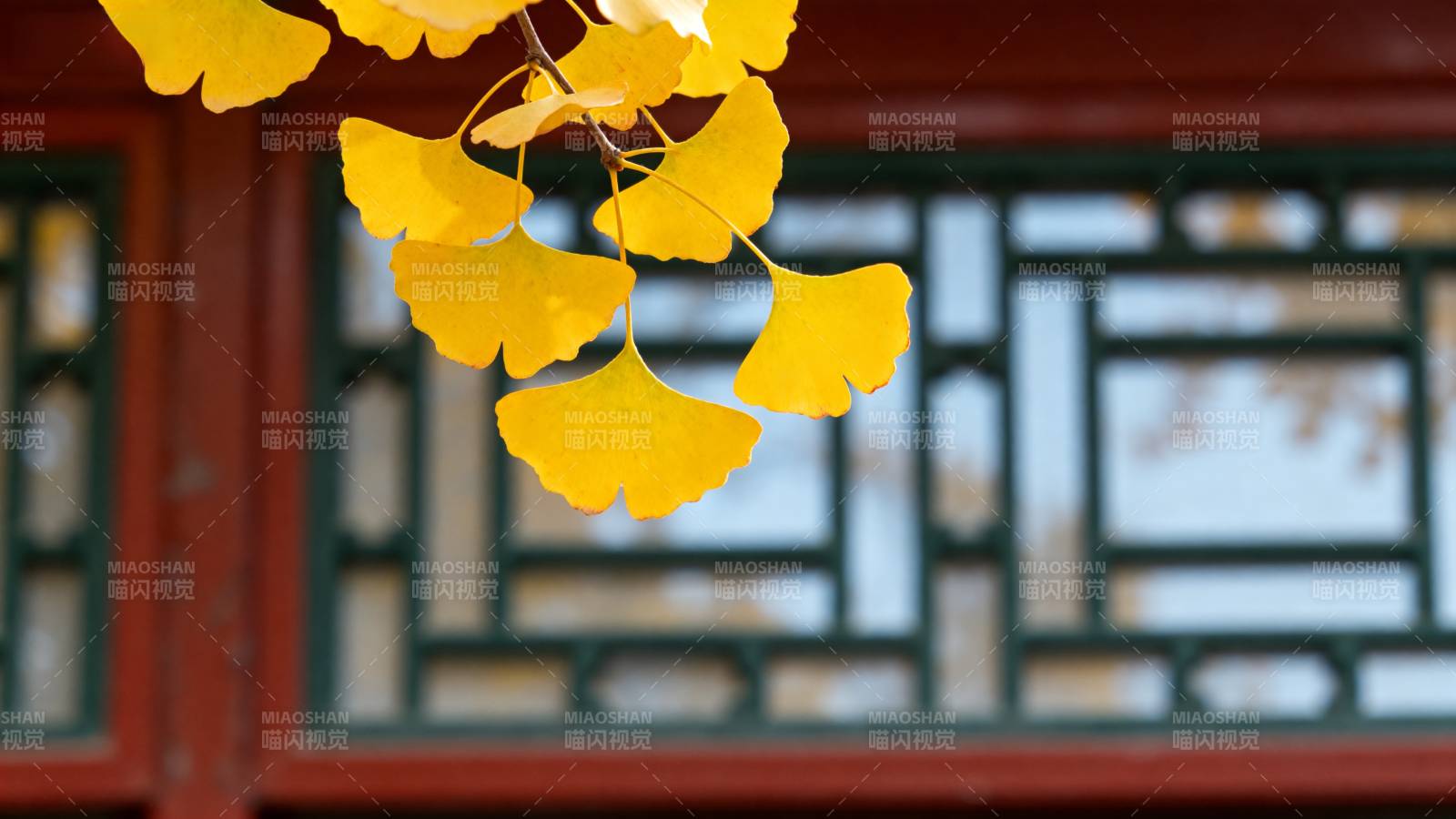 秋叶映窗格图片