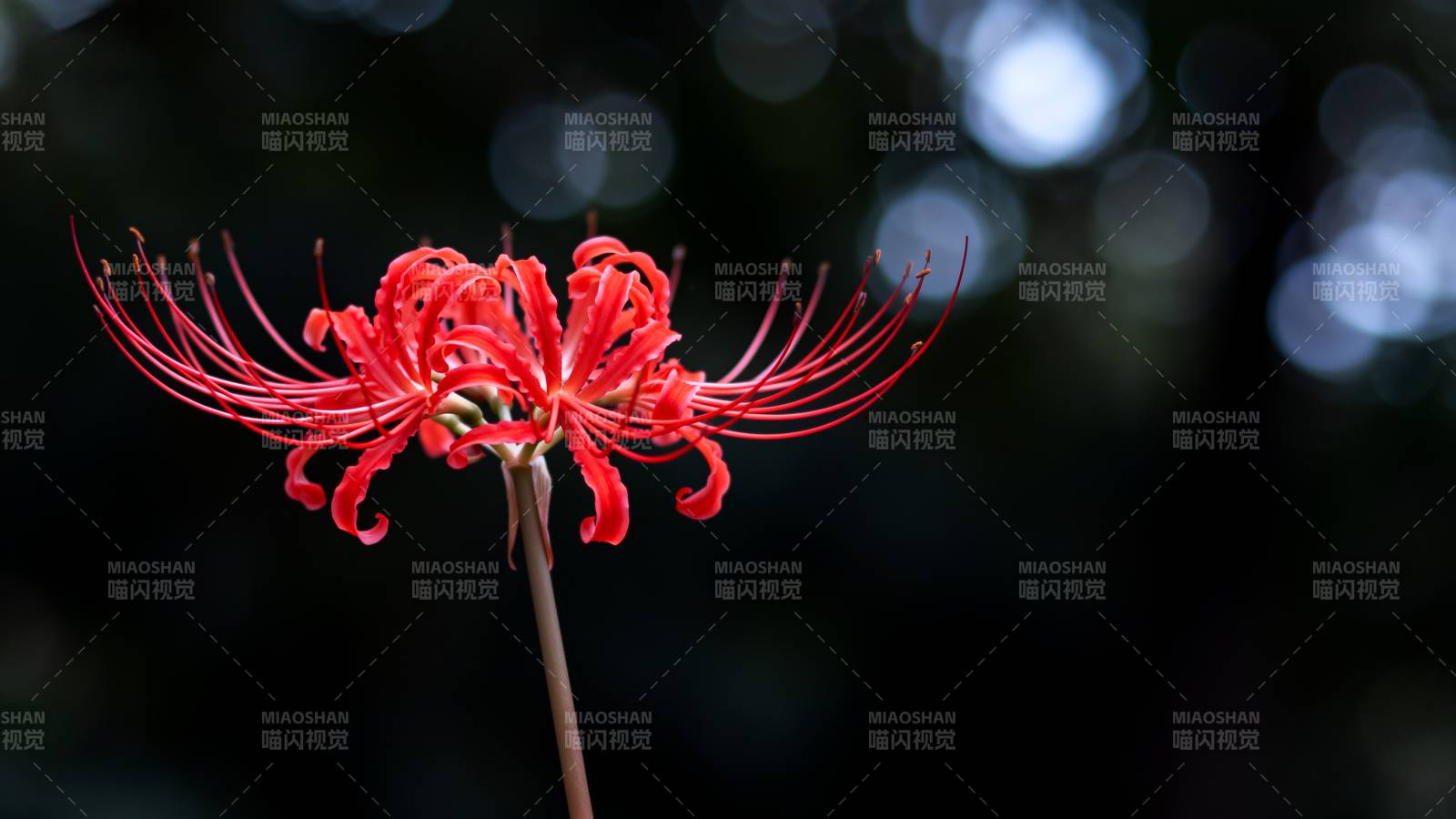 彼岸花绽放图片