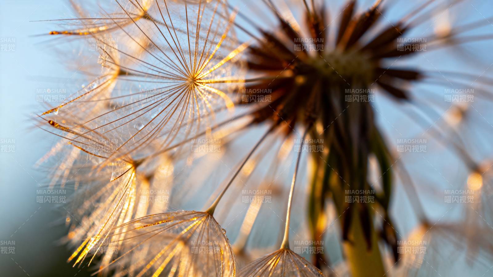 蒲公英的种子飘散图片