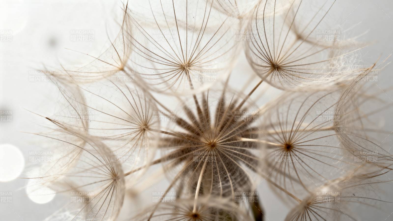 蒲公英的种子飘散图片