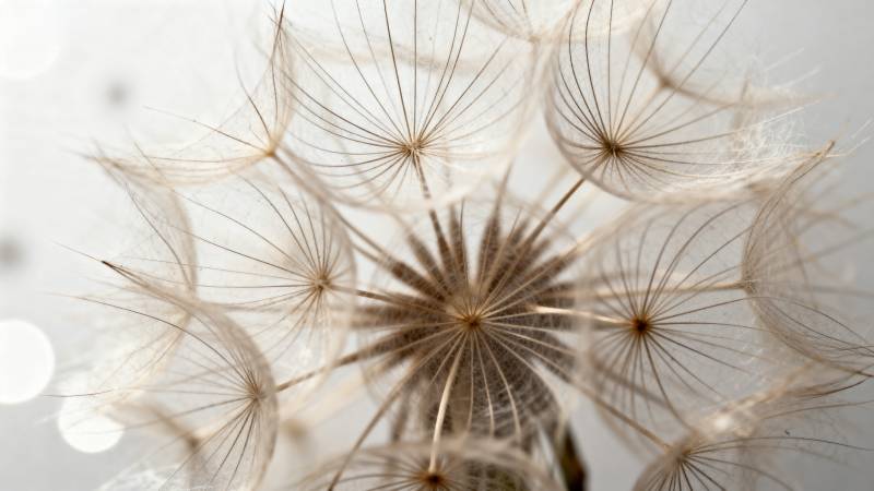 蒲公英的种子飘散图片