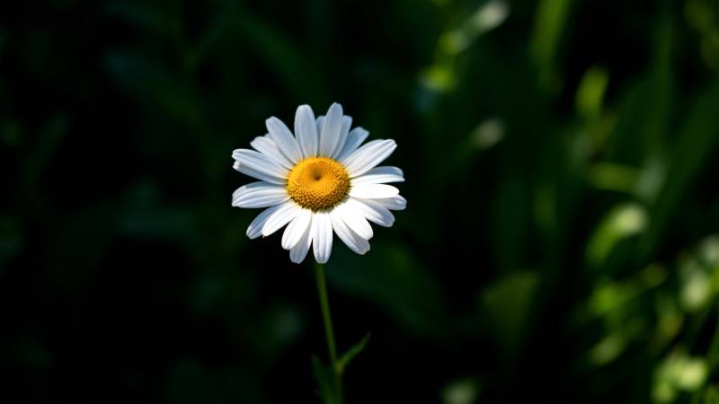 雏菊绽放于绿意中图片