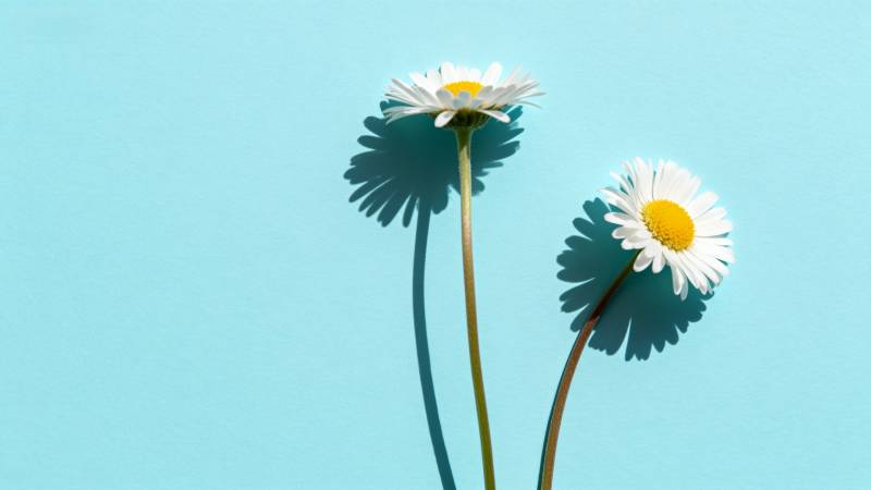 雏菊静谧蓝背景图片