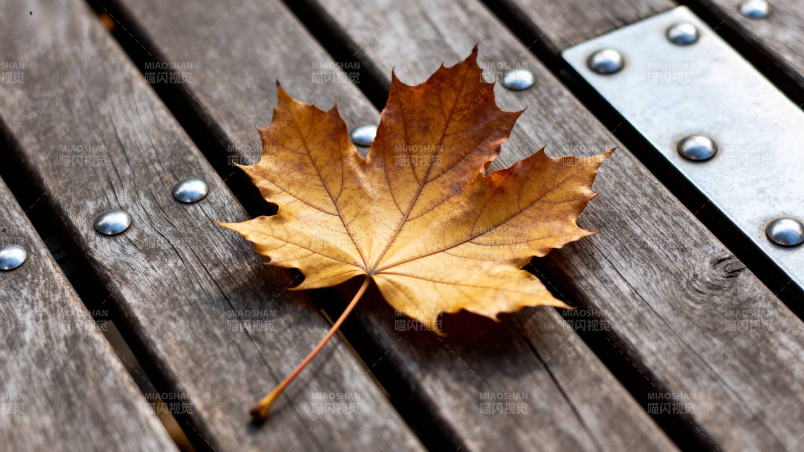 秋叶静卧木凳图片