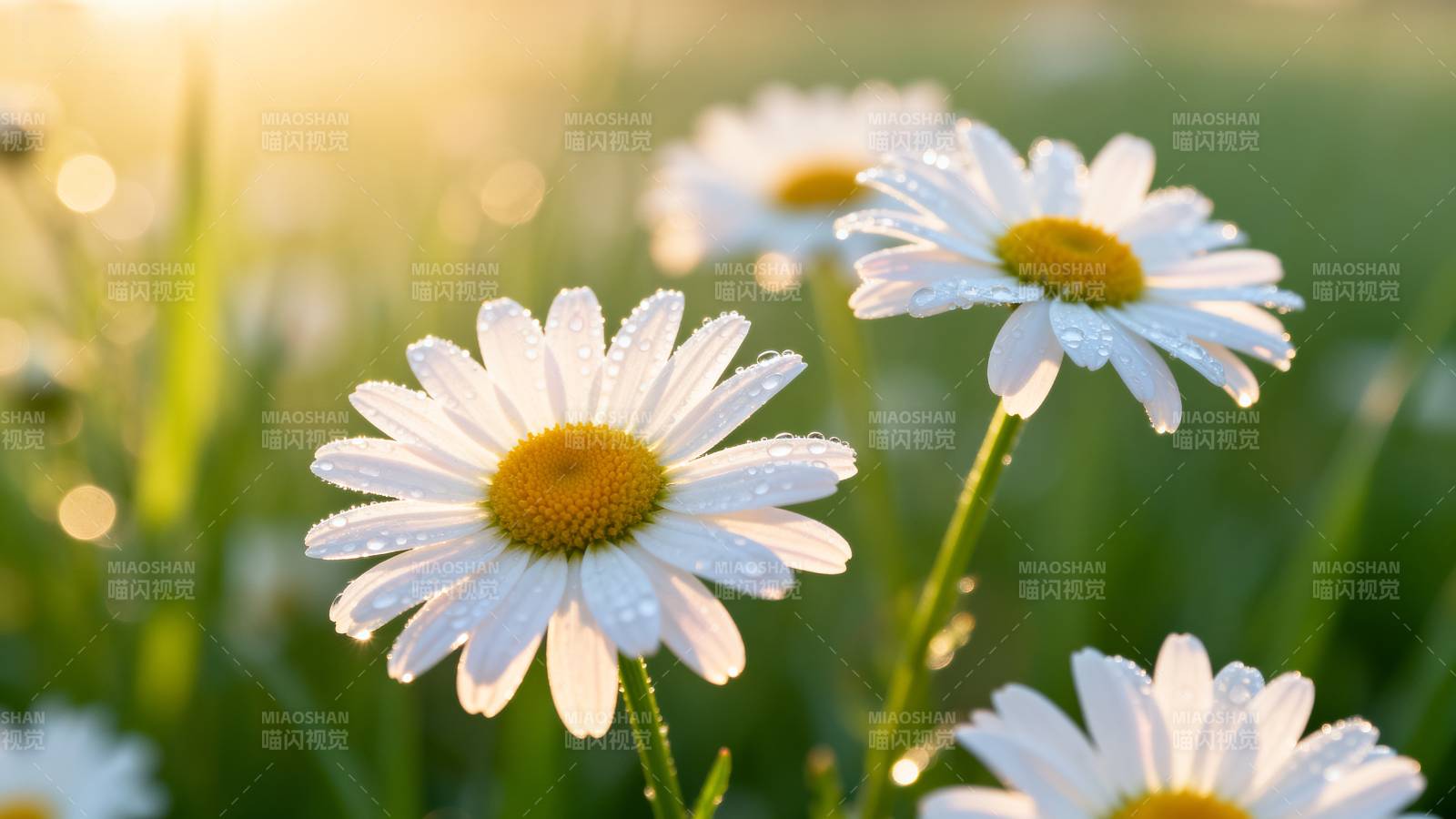 晨露雏菊绽放图片