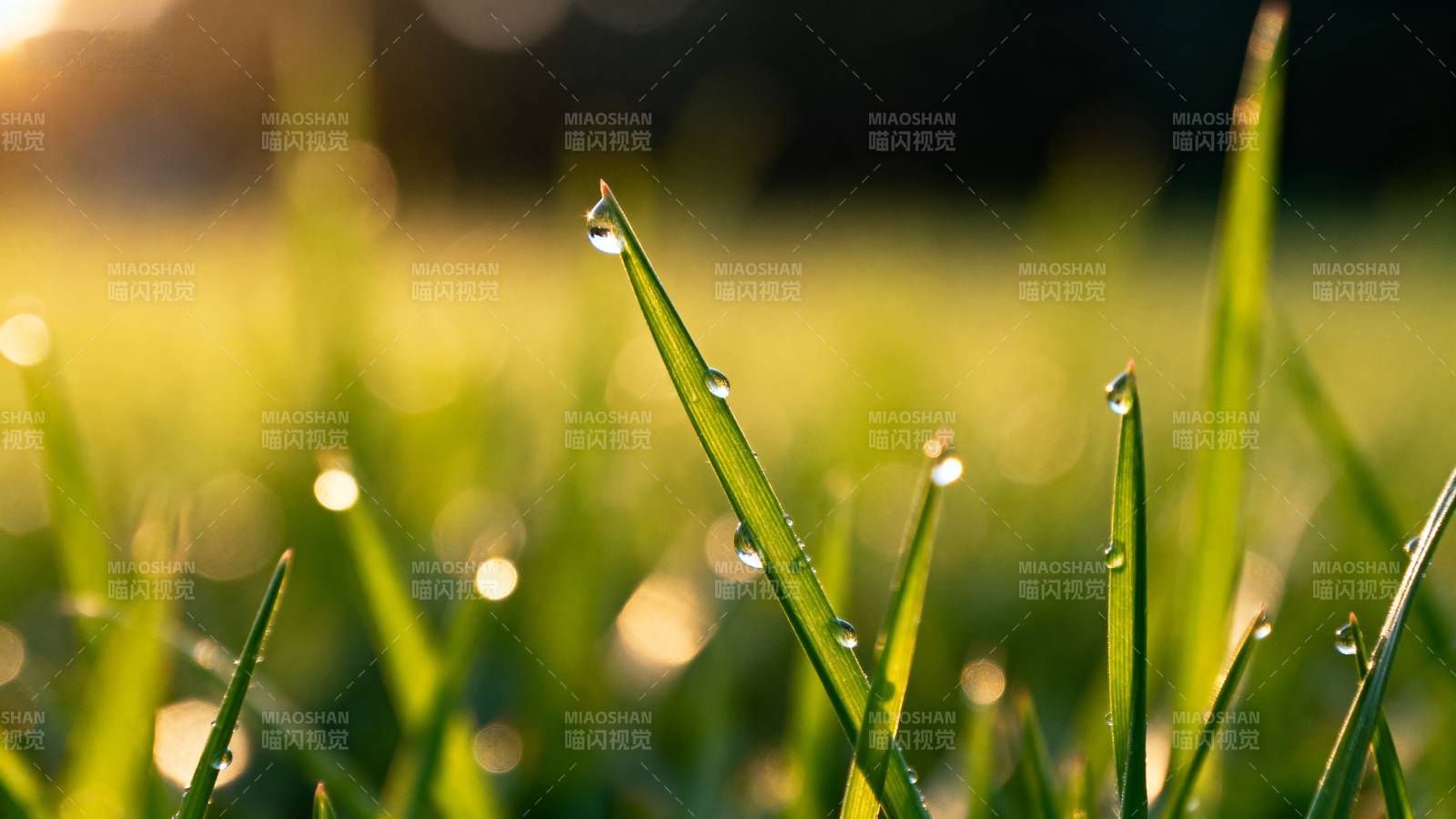 晨露草尖图片
