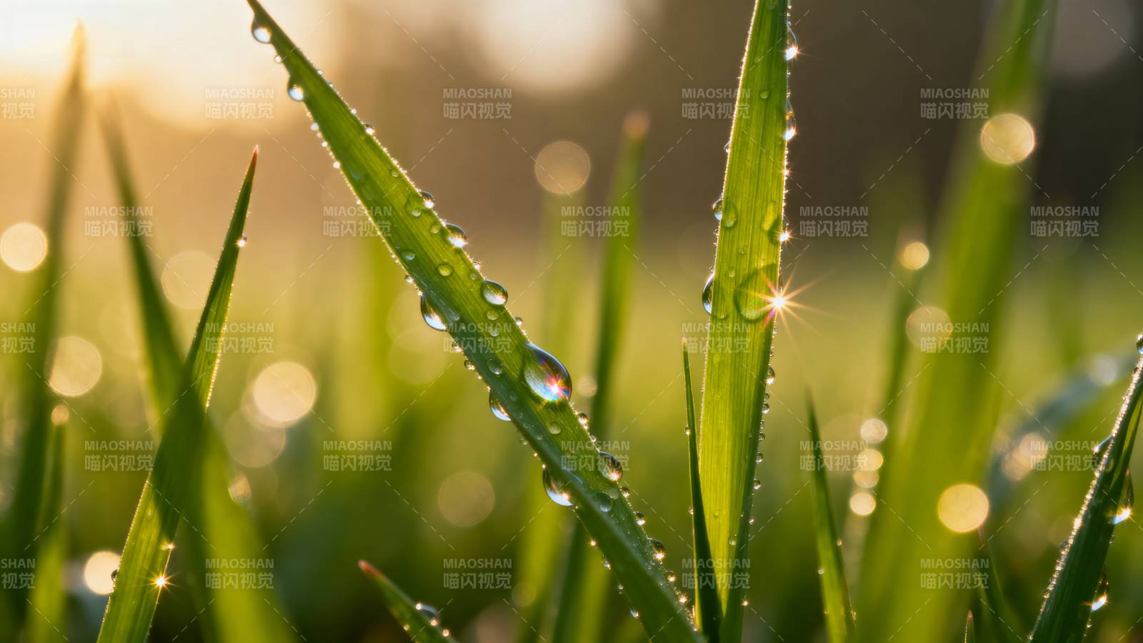晨露草尖图片