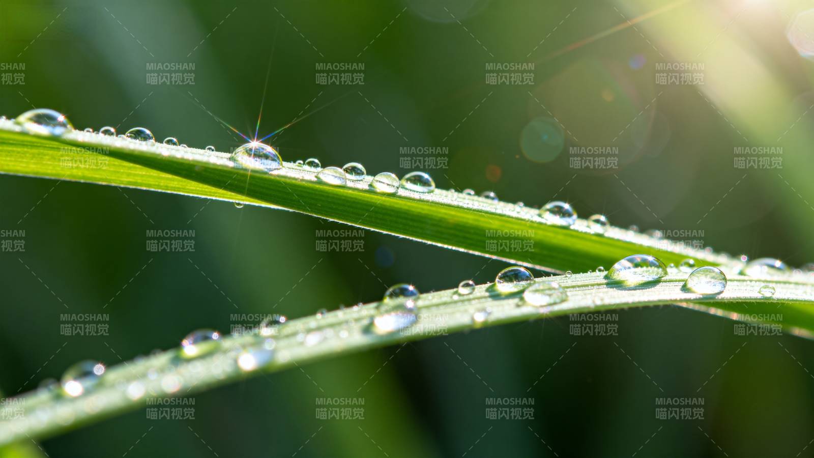 晨露晶莹草叶上图片