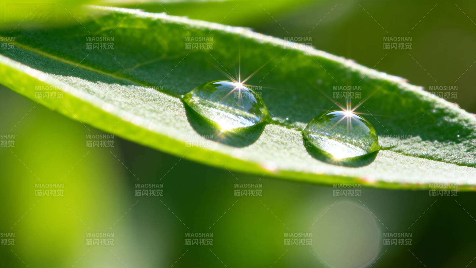 叶上露珠晶莹图片