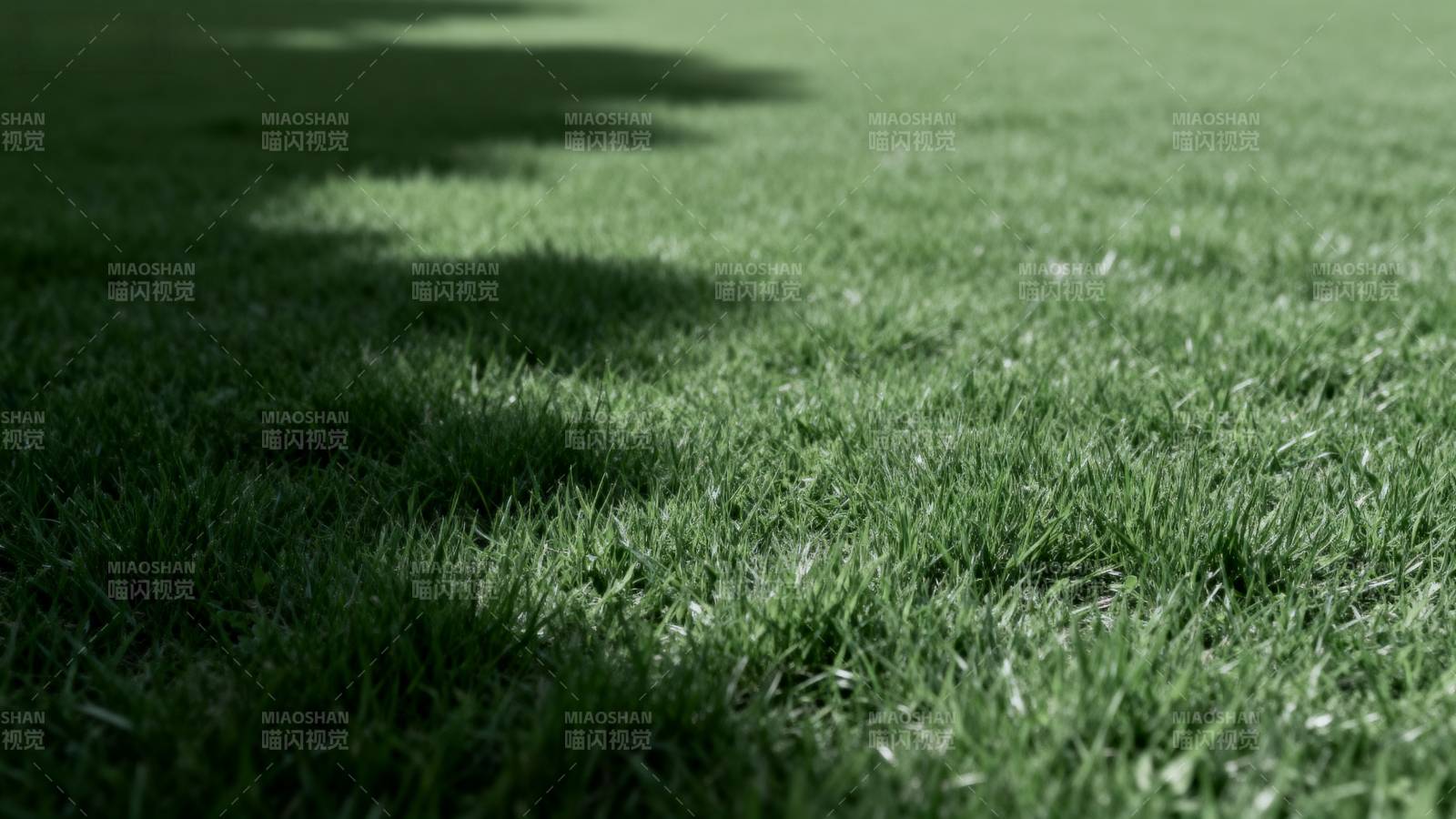 绿茵上的树影图片