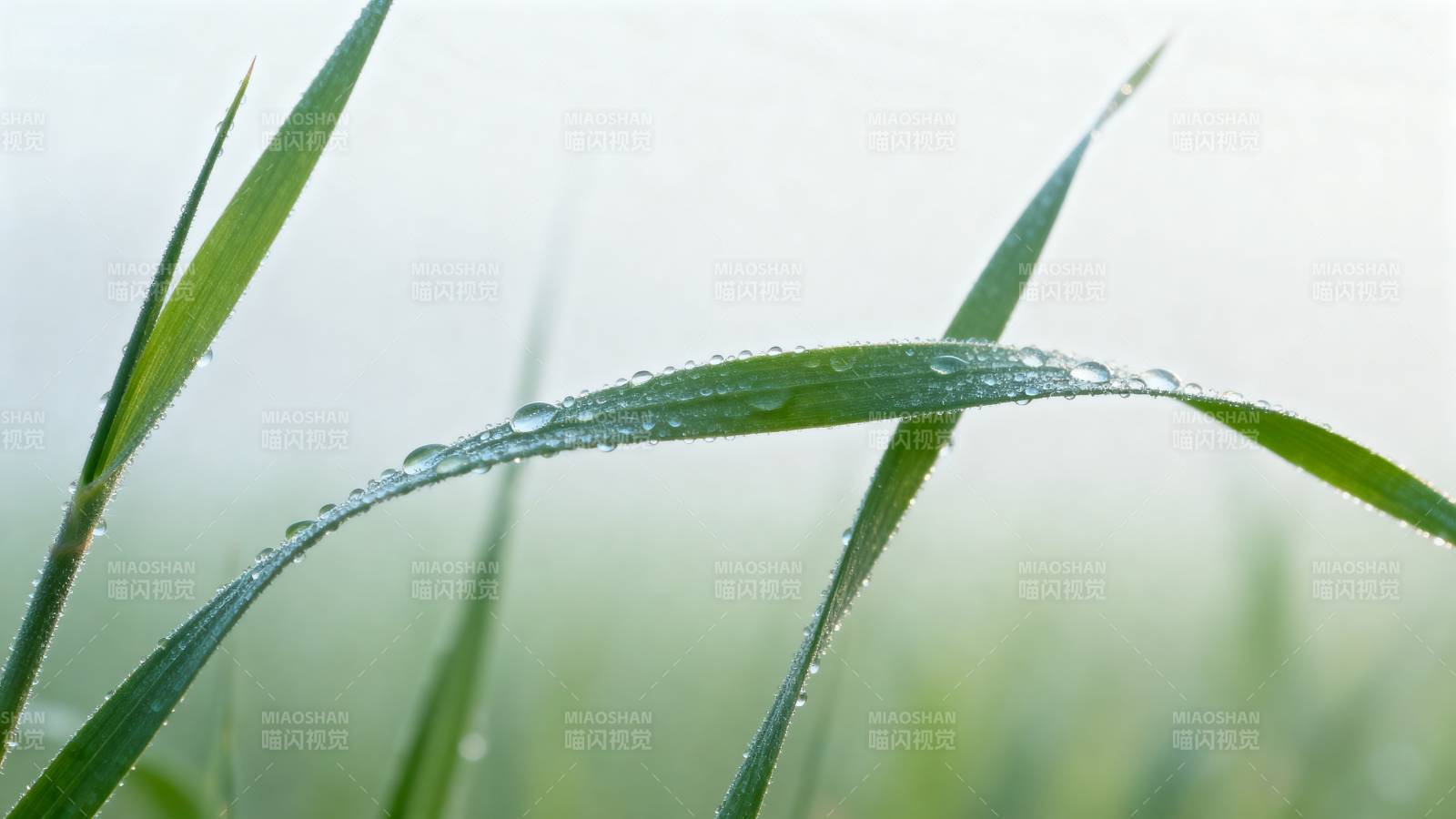 露珠草叶晨光图片