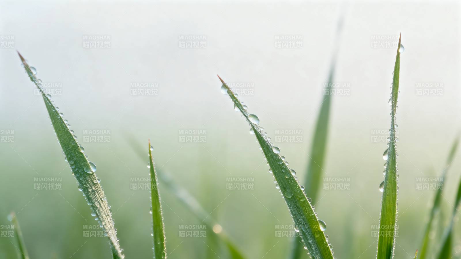 晨露草尖图片