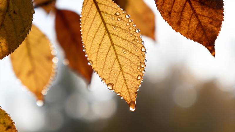 秋叶露珠晶莹图片