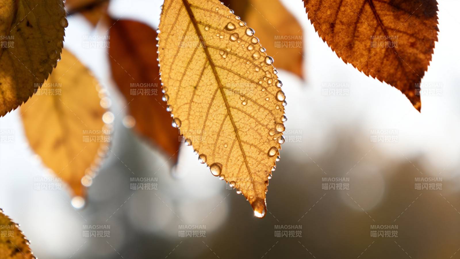 秋叶露珠晶莹图片