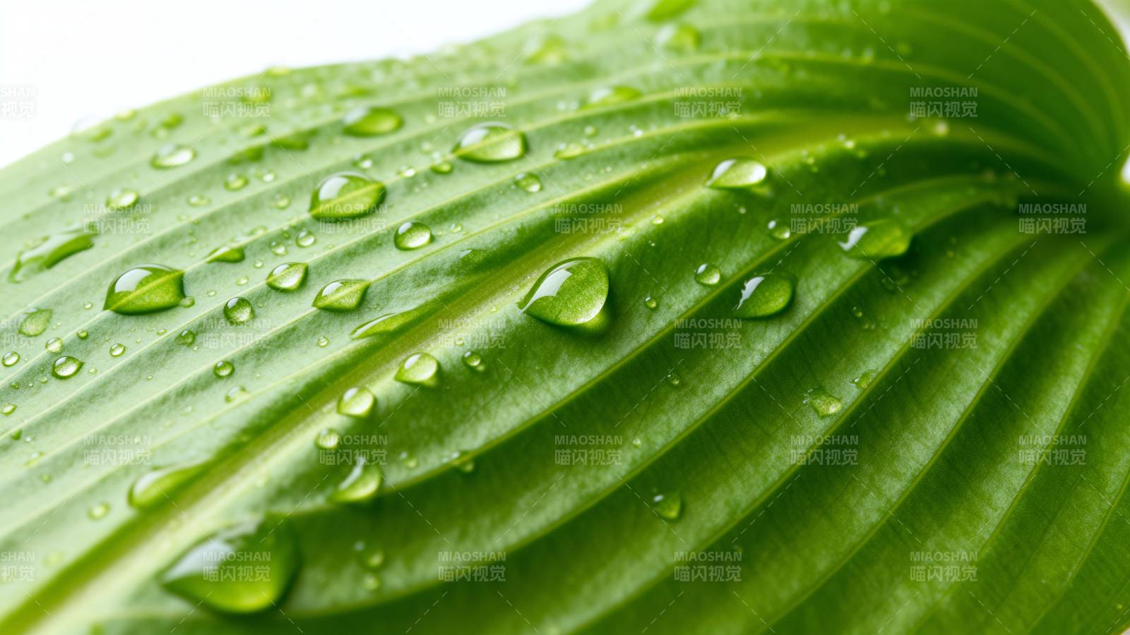 叶上露珠晶莹图片