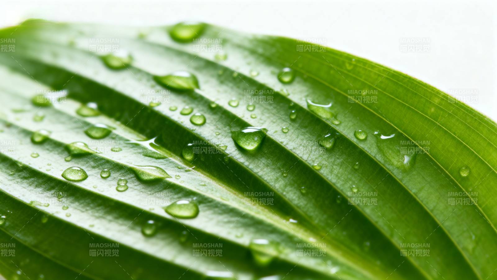 叶上露珠晶莹图片