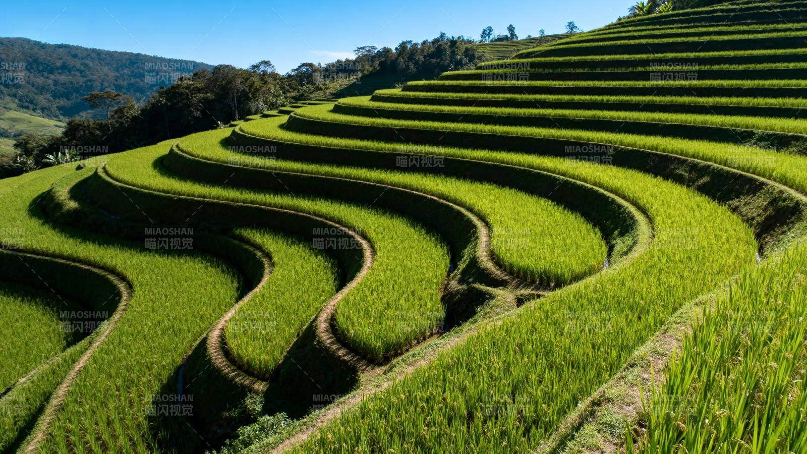 梯田绿浪图片