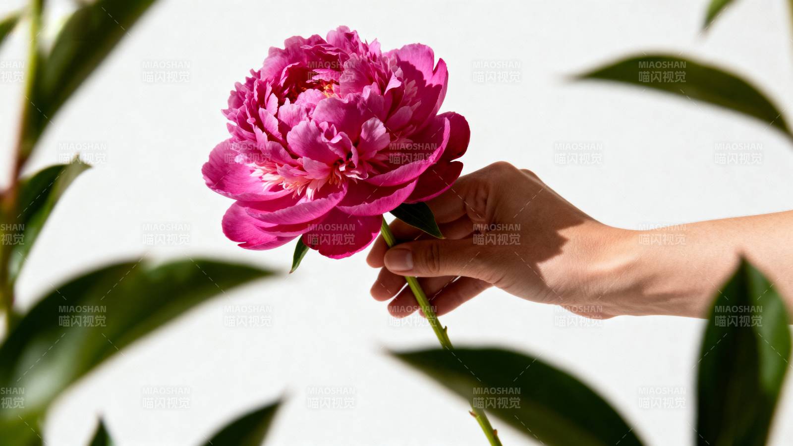 手捧粉红牡丹花图片