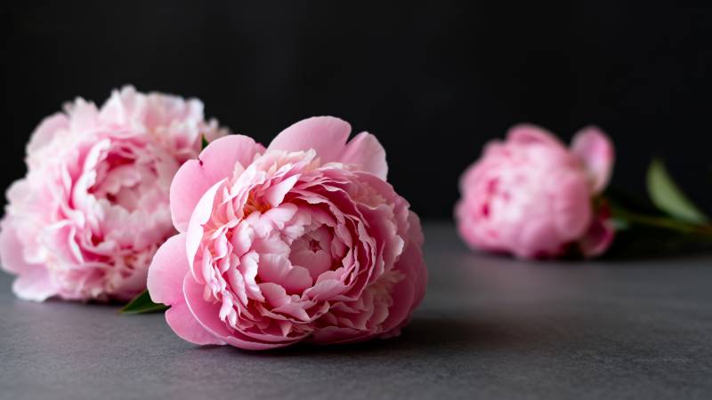 粉红牡丹静谧绽放图片