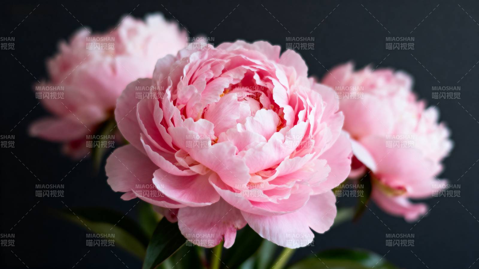 粉红牡丹绽放图片