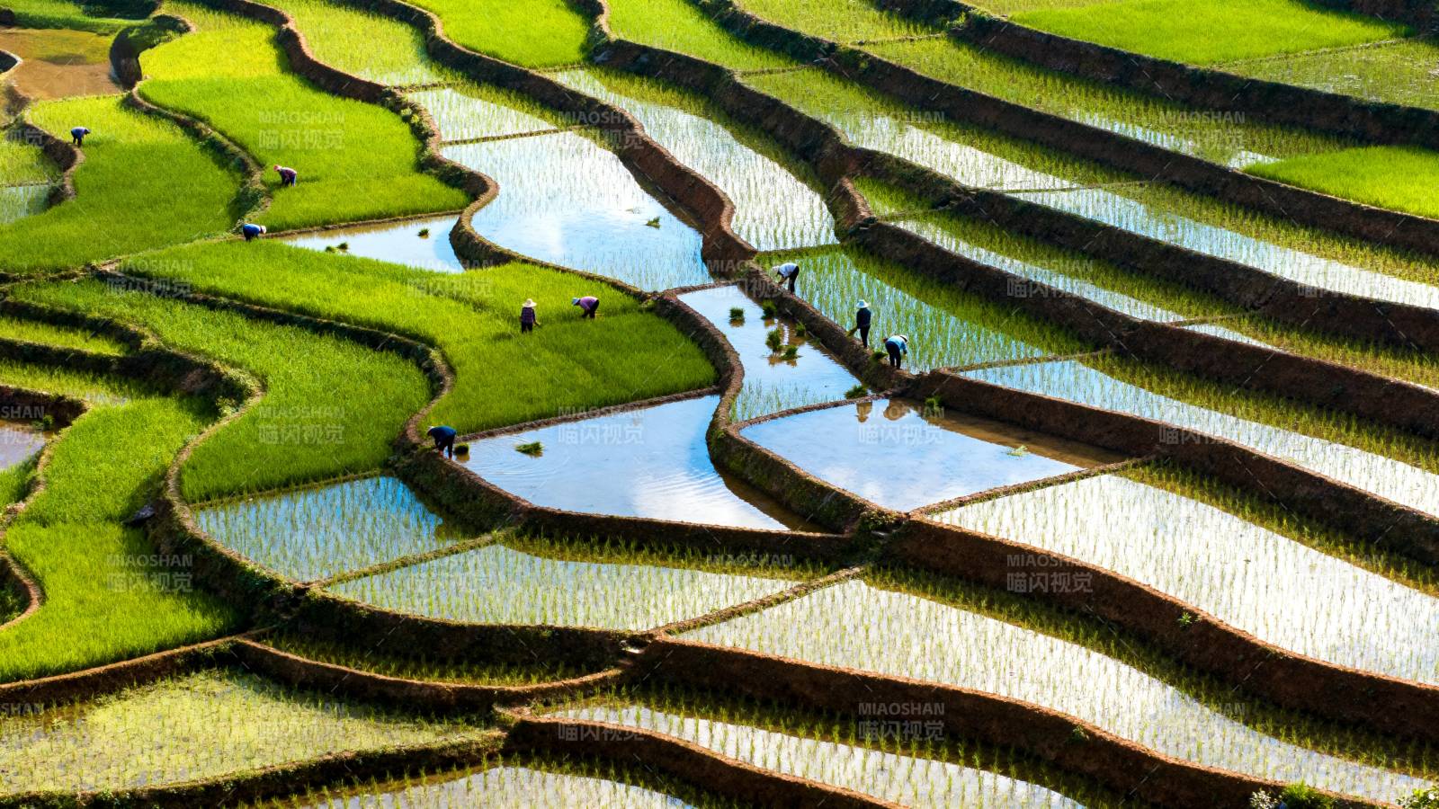 梯田如画图片